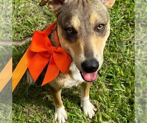 Mutt Dogs for adoption in Oakhurst, NJ, USA