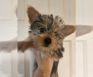Yorkshire Terrier Puppy for sale in KATY, TX, USA