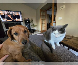 Dachshund-Doberman Pinscher Mix Dogs for adoption in Buffalo, MN, USA