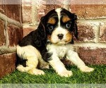Small #4 Cavalier King Charles Spaniel