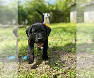 Labrador Retriever-Mountain Cur Mix Dogs for adoption in Boston, MA, USA