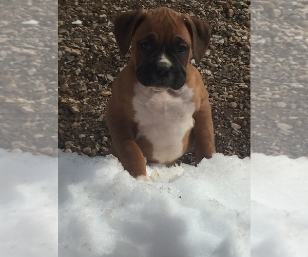 Medium Photo #10 Boxer Puppy For Sale in AFTON, WY, USA