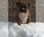 Small Photo #10 Boxer Puppy For Sale in AFTON, WY, USA