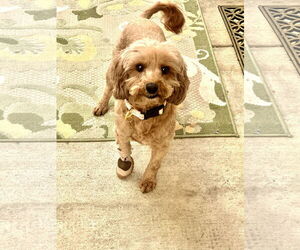 Poodle (Miniature) Dogs for adoption in Santa Clarita, CA, USA