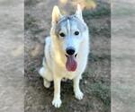 Small #1 Siberian Husky