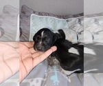 Small Photo #4 German Shorthaired Pointer Puppy For Sale in HENDERSON, NV, USA