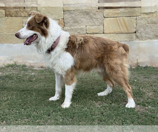Medium Photo #5 Australian Shepherd Puppy For Sale in PIPE CREEK, TX, USA