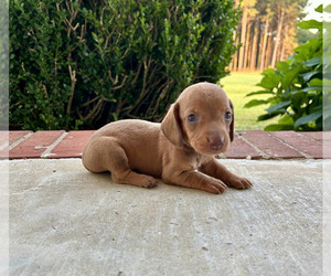 Dachshund Puppy for sale in COLLINSVILLE, MS, USA