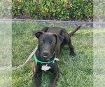 Small #10 Labrador Retriever Mix