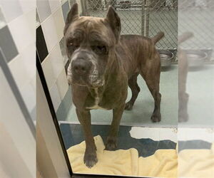 Mutt Dogs for adoption in Plano, TX, USA