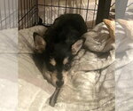 Small #4 Chihuahua Mix