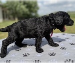 Small Photo #15 Goldendoodle Puppy For Sale in HOWARD CITY, MI, USA