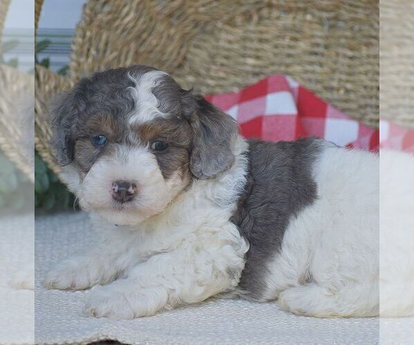 Medium Photo #4 Poodle (Miniature) Puppy For Sale in PEACH BOTTOM, PA, USA