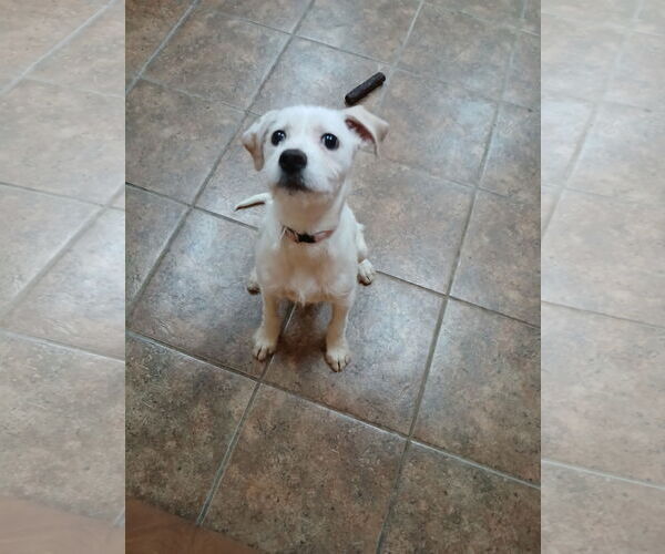 Medium Photo #1 Mutt Puppy For Sale in Martinsburg, WV, USA