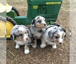 Small Photo #2 Australian Shepherd Puppy For Sale in HAVEN, KS, USA