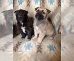 Small Photo #1 Alusky-Dutch Shepherd Dog Mix Puppy For Sale in VINTONDALE, PA, USA