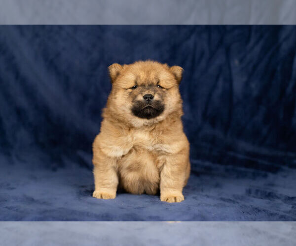 Medium Photo #4 Chow Chow Puppy For Sale in NAPPANEE, IN, USA
