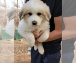 Small Photo #1 Great Pyrenees Puppy For Sale in TROY, MO, USA