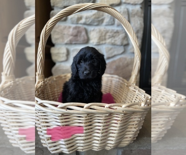 Medium Photo #9 Goldendoodle Puppy For Sale in LOGAN, UT, USA