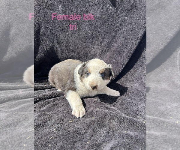 Medium Photo #19 Australian Shepherd Puppy For Sale in COTOPAXI, CO, USA