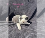 Small #18 Australian Shepherd