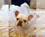 Small #1 French Bulldog