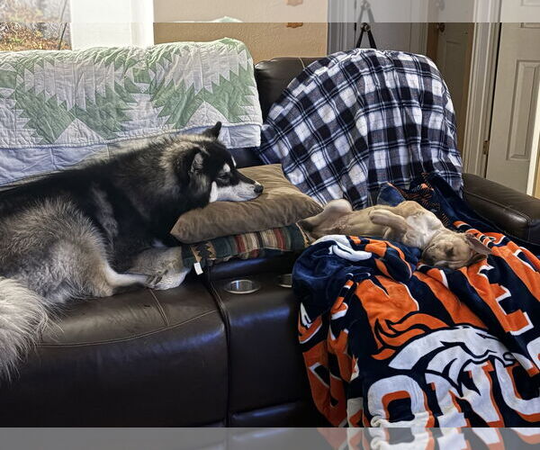 Medium Photo #3 Australian Shepherd-Unknown Mix Puppy For Sale in Aurora, CO, USA