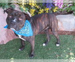 Small American Staffordshire Terrier