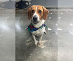 Small #1 Beagle Mix