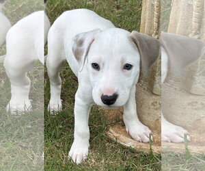 Labrador Retriever-Unknown Mix Dogs for adoption in Rockaway, NJ, USA