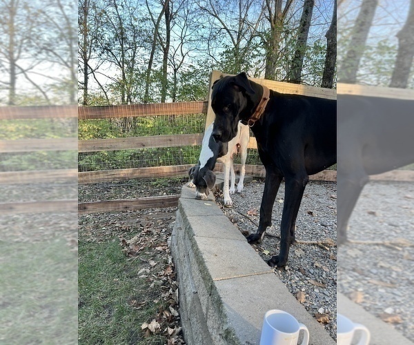 Medium Photo #13 Great Dane Puppy For Sale in SPRINGFIELD, OH, USA