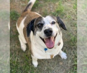 Archie - Male Feist Terrier-Unknown Mix Dog for Adoption - Photo #2