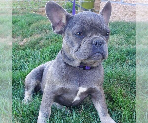 Medium Photo #1 French Bulldog Puppy For Sale in GORDONVILLE, PA, USA