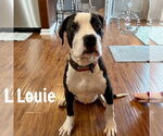 Small #3 Great Dane-Staffordshire Bull Terrier Mix