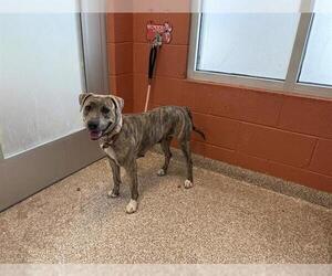 American Pit Bull Terrier Dogs for adoption in Pueblo, CO, USA