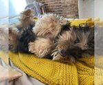Small Photo #3 Morkie Puppy For Sale in BROOKLYN, NY, USA