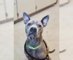 BANDIT - Male Mutt Dog for Adoption - Small photo