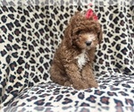 Small #1 Cavapoo