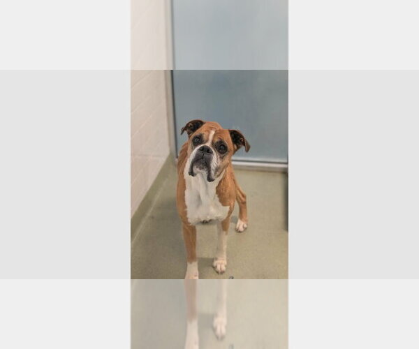 Medium Photo #3 Boxer Puppy For Sale in Austin, TX, USA