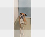 Small #2 Boxer