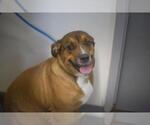 Small Labrador Retriever-Red Heeler Mix