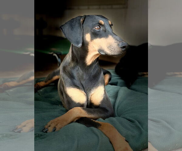 Medium Photo #2 Doberman Pinscher Puppy For Sale in Buffalo, MN, USA