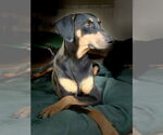 Small #1 Doberman Pinscher