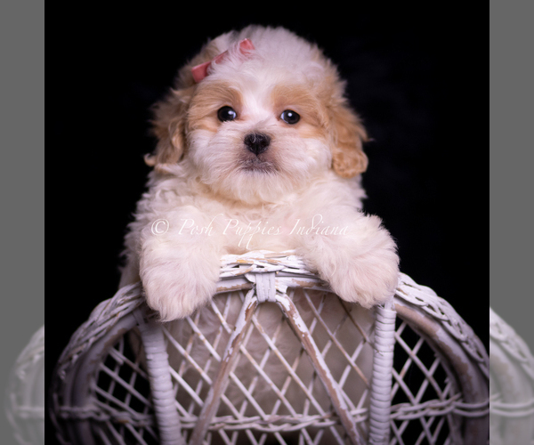 Medium Photo #5 Maltipoo (Miniature) Puppy For Sale in WARSAW, IN, USA