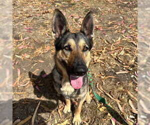 SCARLETT - Female German Shepherd Dog Dog for Adoption