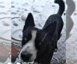 Small Siberian Husky Mix