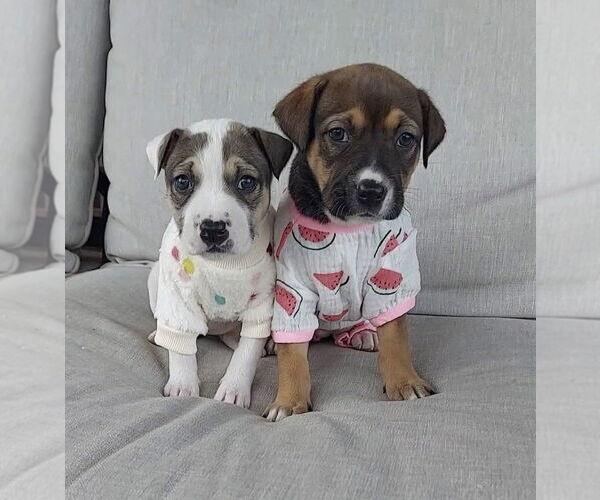 Medium Photo #3 Mutt Puppy For Sale in OKLAHOMA CITY, OK, USA