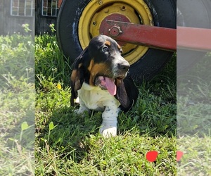 Basset Hound Puppy for sale in FONDA, NY, USA