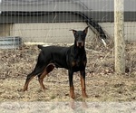 Small #14 Doberman Pinscher