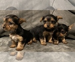 Small Photo #2 Yorkshire Terrier Puppy For Sale in GOLDEN, CO, USA